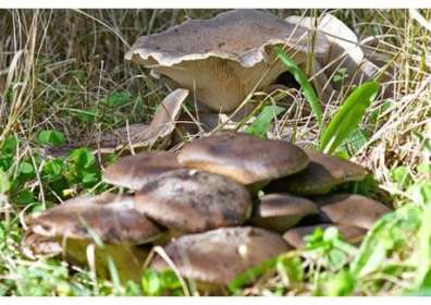 La Portella onora il Cardoncello  | 17-18-19 Novembre 2017 ore 20:30